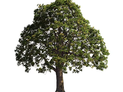 Tall Arbor with Lush Green Foliage and Sturdy Trunk in Natural Landscape 3d model