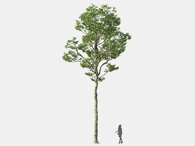 Tall Arbor With Lush Green Foliage And Slender Trunk Beside Human Figure 3d model