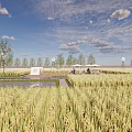Rural Countryside Landscape With Golden Rice Fields Blue Sky White Clouds Trees And Patio Area