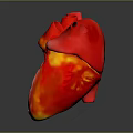 Detailed Human Heart Anatomical Model Showing Internal Chambers And Valves Structure 3d model