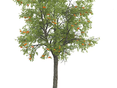 Tall Healthy Arbor With Lush Green Leaves And Abundant Orange Fruits 3d model
