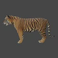 Realistic 3D Model Of A Standing Tiger With Striped Fur And Detailed Features