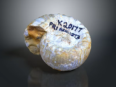 Carved Shell Shaped Sculpture With Engraved Text K30177 PRIMROSE And Textured Surface 3d model