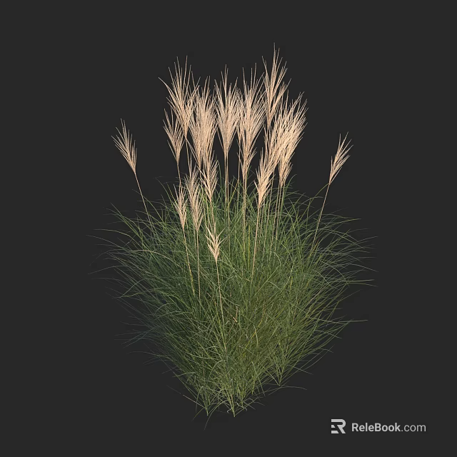 Elegant Ornamental Grass With Green Leaves And Light Plumes Against Dark Background 3d model 