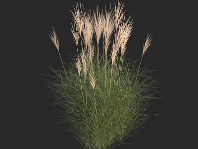Elegant Ornamental Grass With Green Leaves And Light Plumes Against Dark Background 3d model