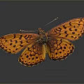 Beautiful Orange Butterfly With Black Spots On Wings Against Dark Background