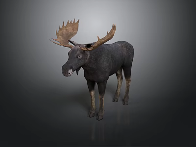 Moose With Large Antlers Standing On Grey Background Displaying Dark Body 3d model