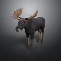 Moose With Large Antlers Standing On Grey Background Displaying Dark Body
