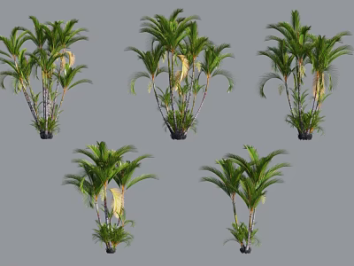 Lush Green And Yellow Palm Plants In Black Pots On Grey Background 3d model
