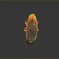 Cockroach With Orange And Black Body Long Antennae Shiny Exoskeleton