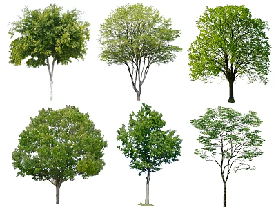 Various Types Of Green Leafy Trees With Different Shapes And Foliage 3d model
