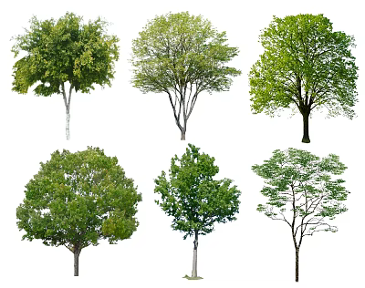 Various Types Of Green Leafy Trees With Different Shapes And Foliage 3d model
