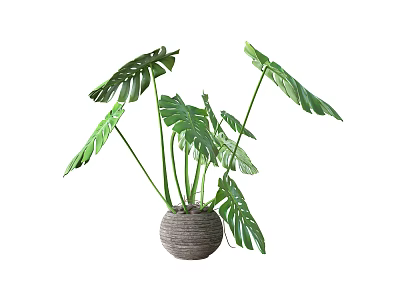 Lush Potted Plant With Large Green Monstera Leaves In Woven Decorative Pot 3d model