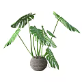 Lush Potted Plant With Large Green Monstera Leaves In Woven Decorative Pot