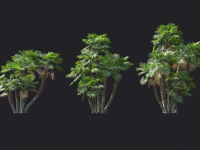Three Palm Trees With Green Leaves And Trunks On Black Background 3d model