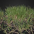 Green Grass Plant with Exposed Roots Growing on Black Background