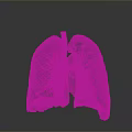 Medical Device 3D Lung Anatomical Model For Healthcare Diagnostic And Training Use