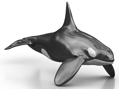 Orca Whale Marine Life Black And White Aquatic Animal With Realistic 3D Render Details 3d model