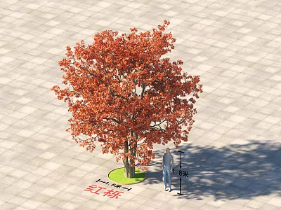 Vibrant Red Maple Tree with Autumn Red Leaves on Paved Square Being Measured 3d model