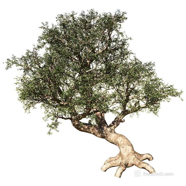 Arbor With Curved Trunk Lush Green Leaves And Exposed Roots In Natural Growth 3d model 