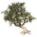 Myrrha Trees Greening 18 3d model