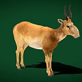 Saiga Antelope Standing On Green Background With Brown Coat Long Nose And Curved Horns