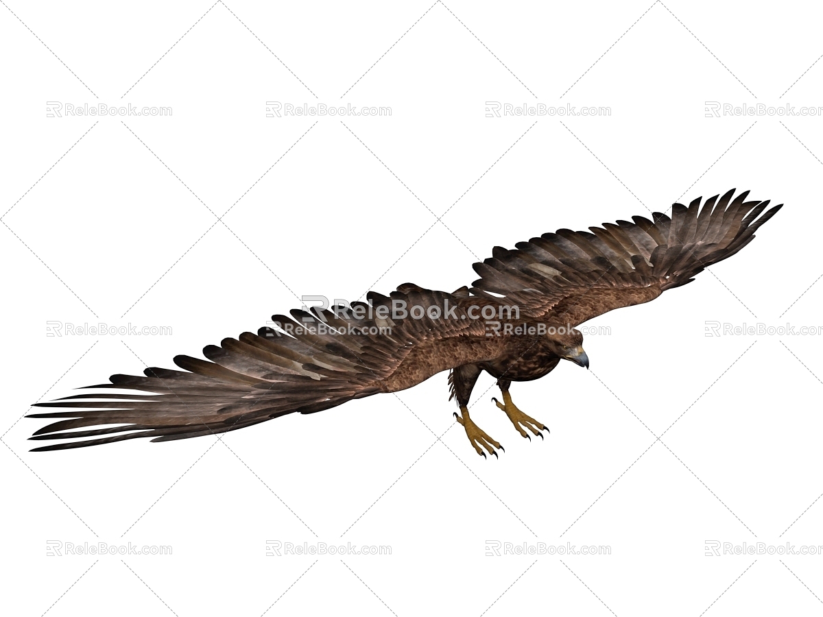 Eagle Eagle Flying 3d model