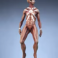 Muscular Male Game Movie Character With Upper Body White Markings Brown Skin And White Wristbands