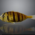 Colorful Fish with Yellow Black Stripes White Belly and Tail on Dark Background with Reflection