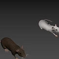 Detailed Realistic Gray And White Mice Figurines With Lifelike Features On Black Background