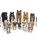 Collection of 14 Different Dog Breeds Including Doberman Labrador and Bulldog