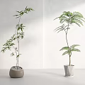 Bonsai Potted Plants Slender Bamboo Feathery Frond in Round Clay Geometric Gray Planters Bright Lighting