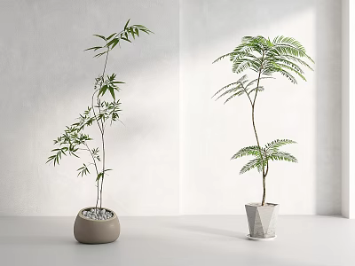 Bonsai Potted Plants Slender Bamboo Feathery Frond in Round Clay Geometric Gray Planters Bright Lighting 3d model