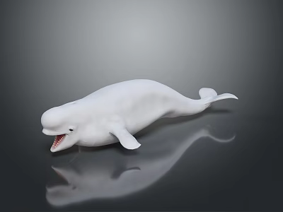 White Beluga Whale Aquatic Animal With Open Mouth And Smooth Skin Marine Life Features 3d model