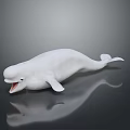 White Beluga Whale Aquatic Animal With Open Mouth And Smooth Skin Marine Life Features