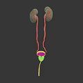 Detailed Human Urinary System Anatomy With Kidneys Ureters And Bladder