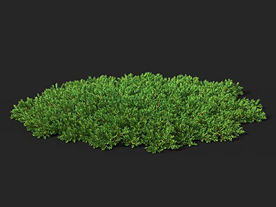 Lush Green Shrub With Dense Round Foliage And Vibrant Fresh Leaves 3d model