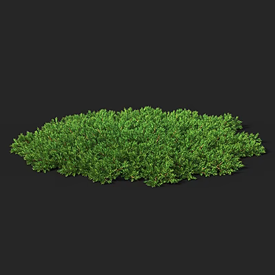 Lush Green Shrub With Dense Round Foliage And Vibrant Fresh Leaves 3d model