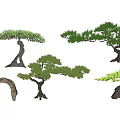 New Chinese Pine Landscape Plant Modeling Pine Modeling Luo Han Pine 3d model