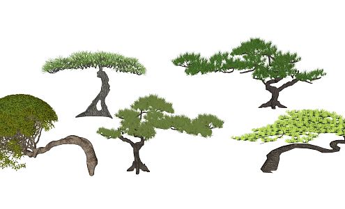 New Chinese Pine Landscape Plant Modeling Pine Modeling Luo Han Pine 3d model