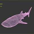 Whale Shark 3D Rendered Model With Blue Body White Spots On Gray Gradient Background
