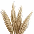 Two Transparent Glass Vases With Beige Pampas Grass For Interior Decor