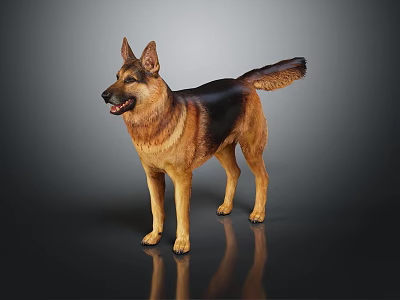 Detailed German Shepherd Dog Standing on Dark Background with Clear Reflection 3d model