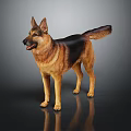 Detailed German Shepherd Dog Standing on Dark Background with Clear Reflection 3d model