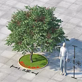 Arbor With 1.5m Crown Width On Green Grass And Paved Ground With Human Figure Reference 3d model