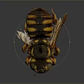 Yellow And Black Striped Insect Close Up View With Detailed Body Structure And Wings