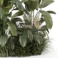 Lush Tropical Plants With Large Green Leaves And Fresh Foliage Arrangement