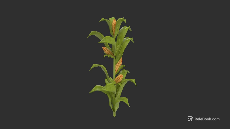 Vibrant Corn Plant With Green Leaves And Ripe Ears On Tall Stalk 3d model 