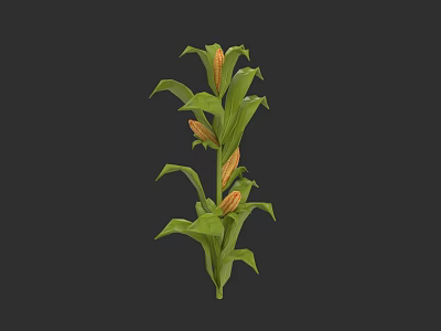 Vibrant Corn Plant With Green Leaves And Ripe Ears On Tall Stalk 3d model
