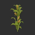 Vibrant Corn Plant With Green Leaves And Ripe Ears On Tall Stalk